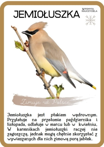 CIEKAWOSTKI O PTAKACH ZIMUJĄCYCH W POLSCE, DOBIERANIE W PARY, MEMORY