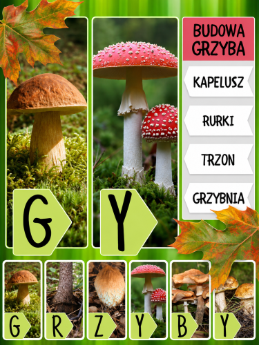 BUDOWA GRZYBA - 2 OBRAZKI I 10 NAPISÓW