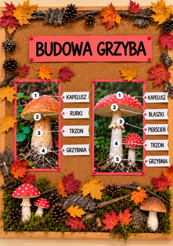 BUDOWA GRZYBA - 2 OBRAZKI I 10 NAPISÓW